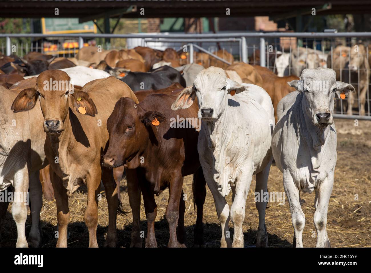 Cattle in a feedlot or feed yard Stock Photo Alamy