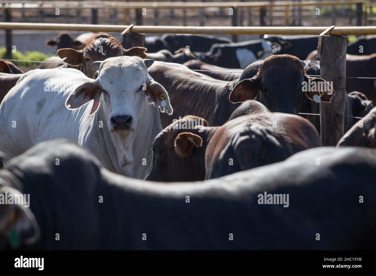 Cattle in a feedlot or feed yard Stock Photo - Alamy