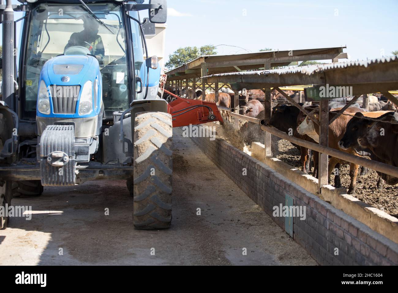 Feed truck delivering food to feeding cattle in a feedlot or feed yard Stock Photo