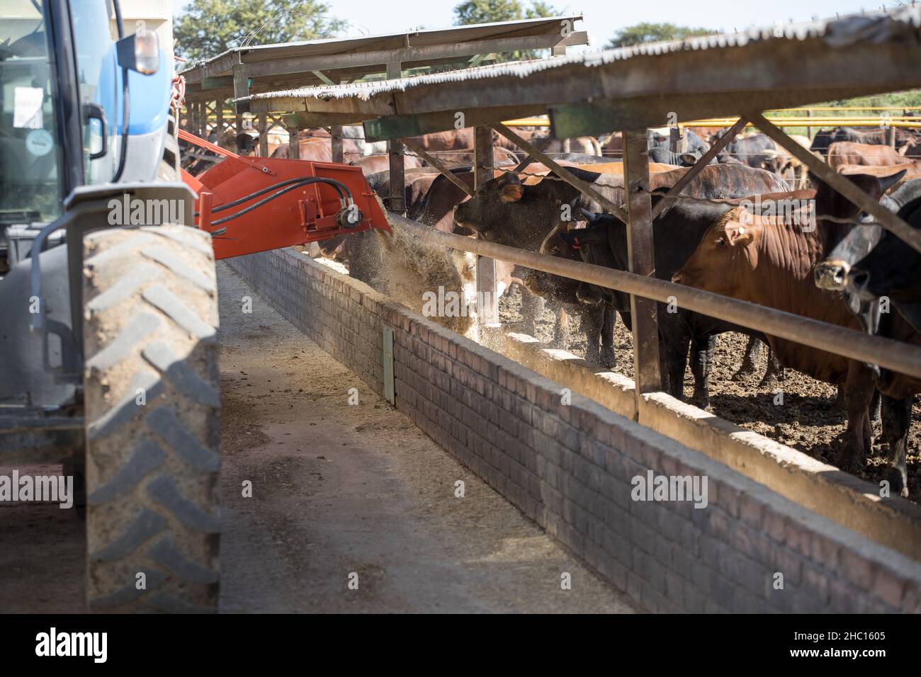Feed truck delivering food to feeding cattle in a feedlot or feed yard Stock Photo