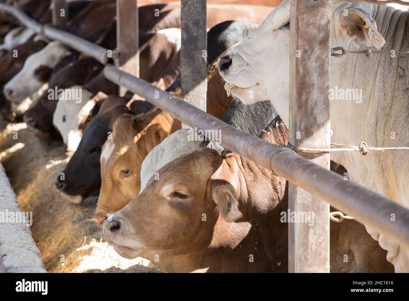 Cattle feeding at the bunk in a feedlot or feedyard Stock Photo Alamy