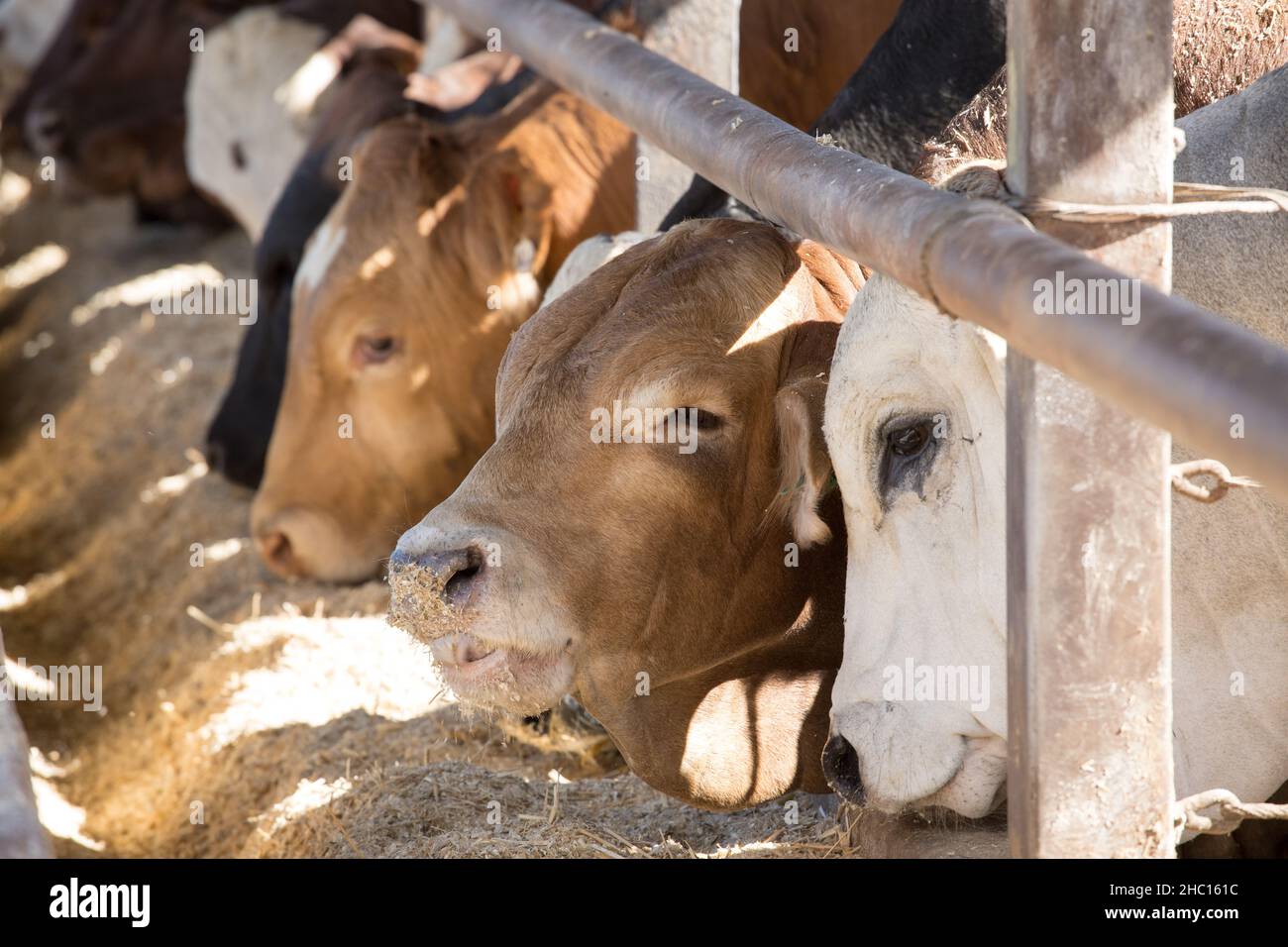 Cattle feeding at the bunk in a feedlot or feedyard Stock Photo Alamy
