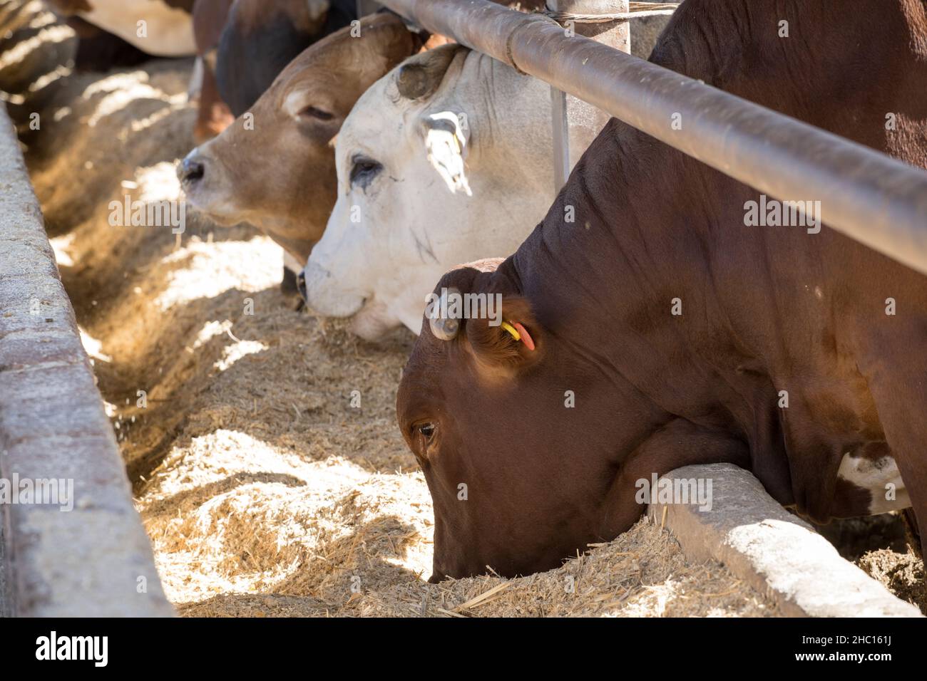 Cattle in a feedlot or feed yard Stock Photo Alamy