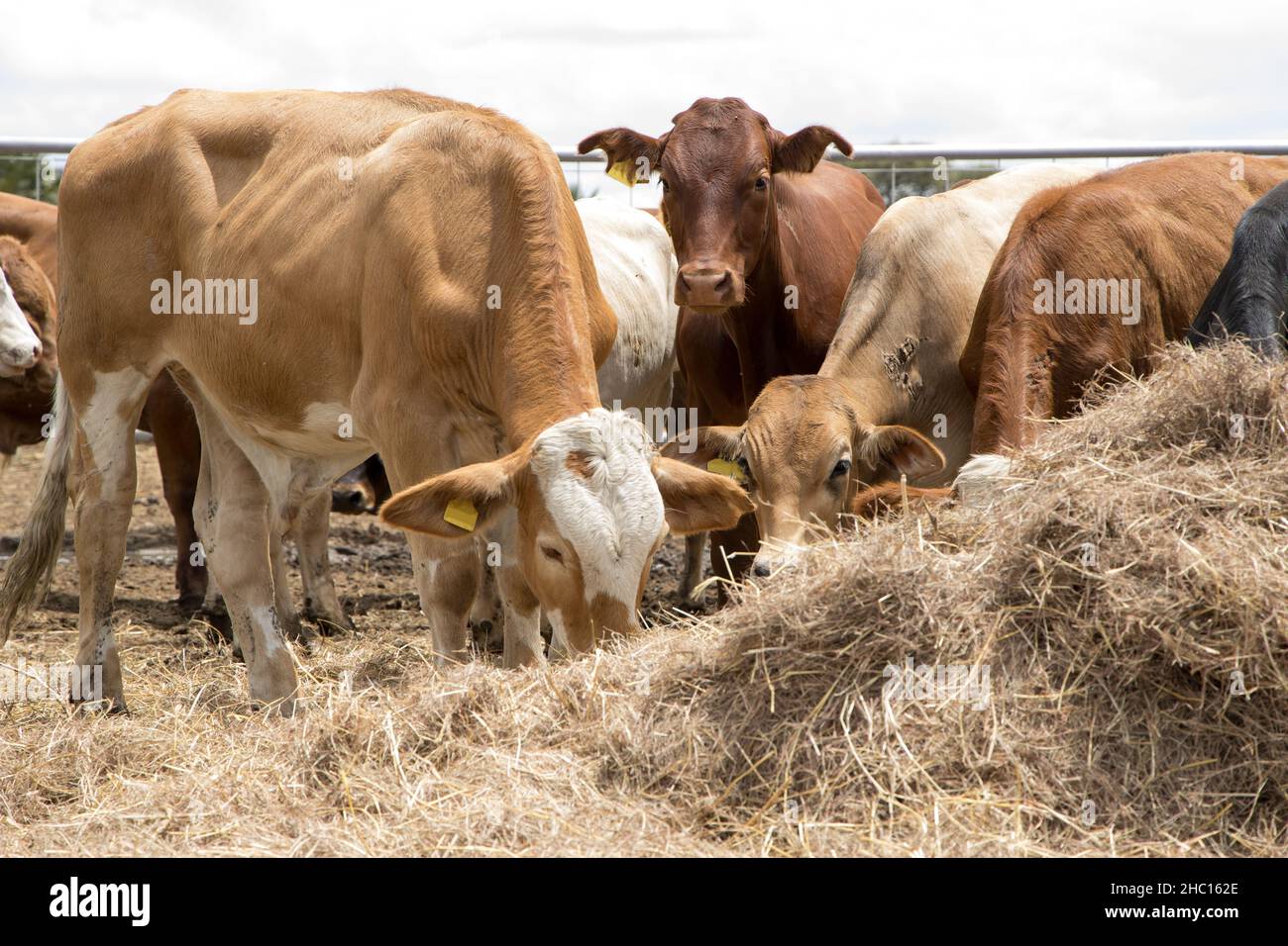 Cattle in a feedlot or feed yard Stock Photo Alamy