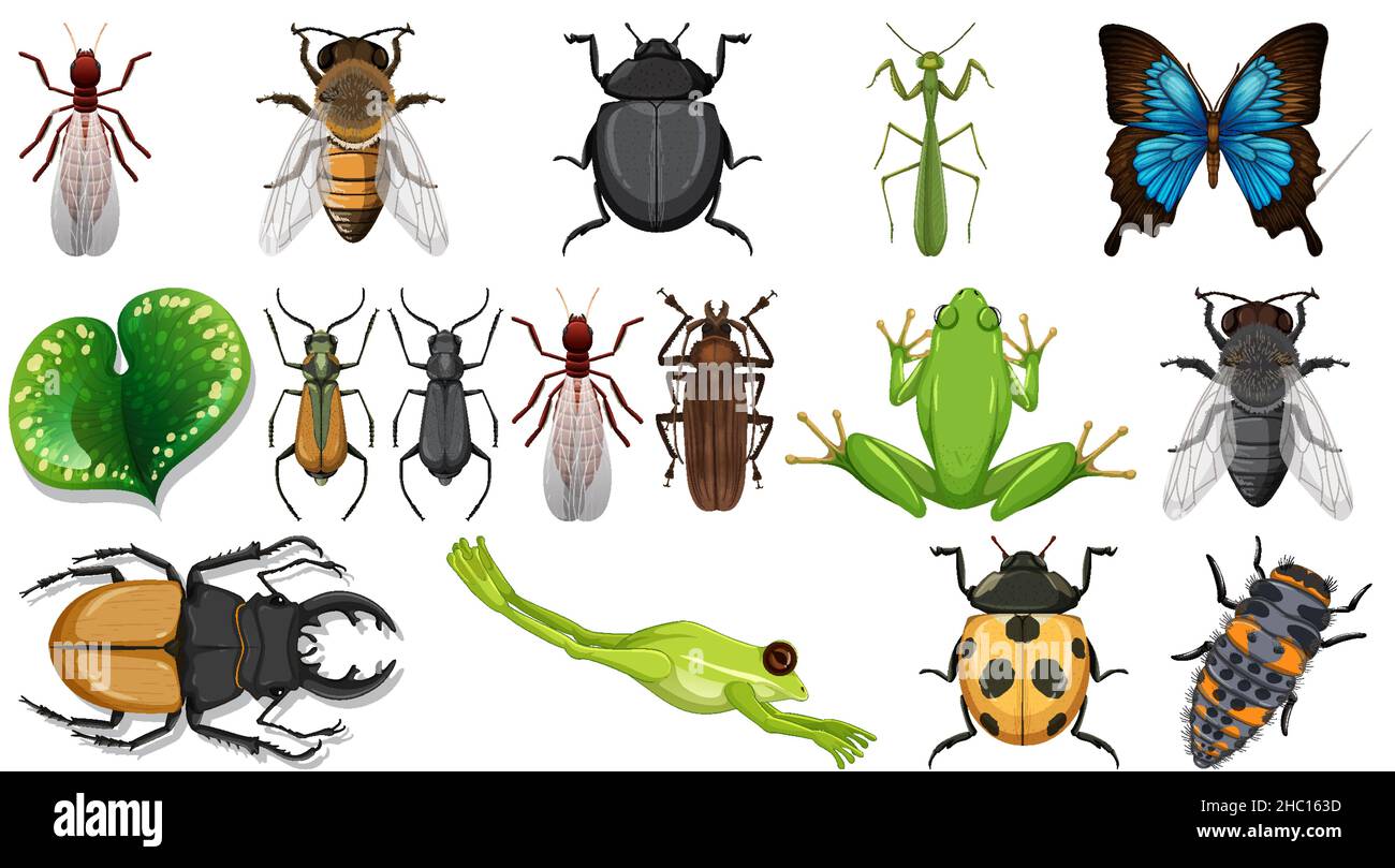 Different insects collection isolated on white background illustration ...