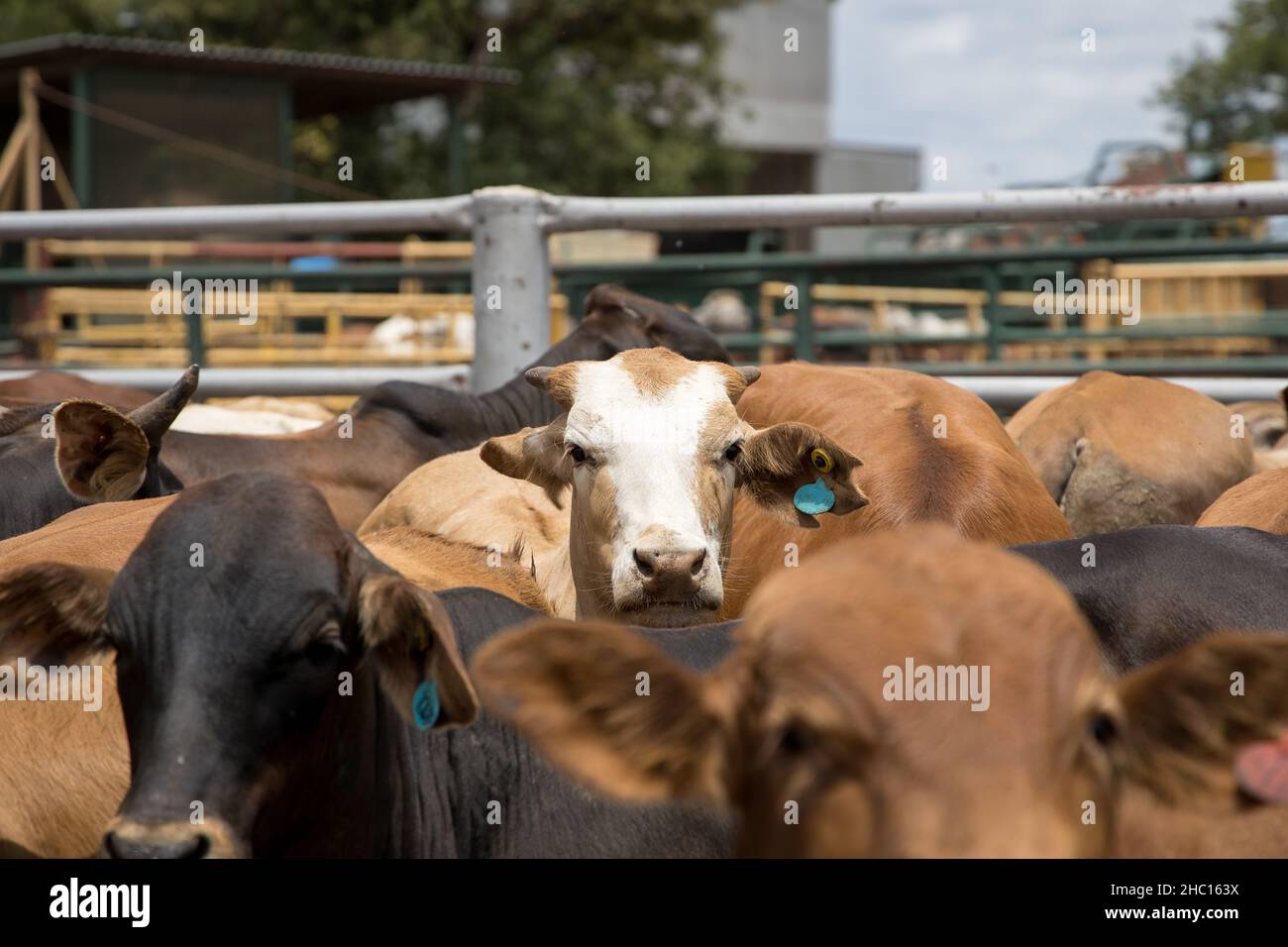Cattle in a feedlot or feed yard Stock Photo Alamy