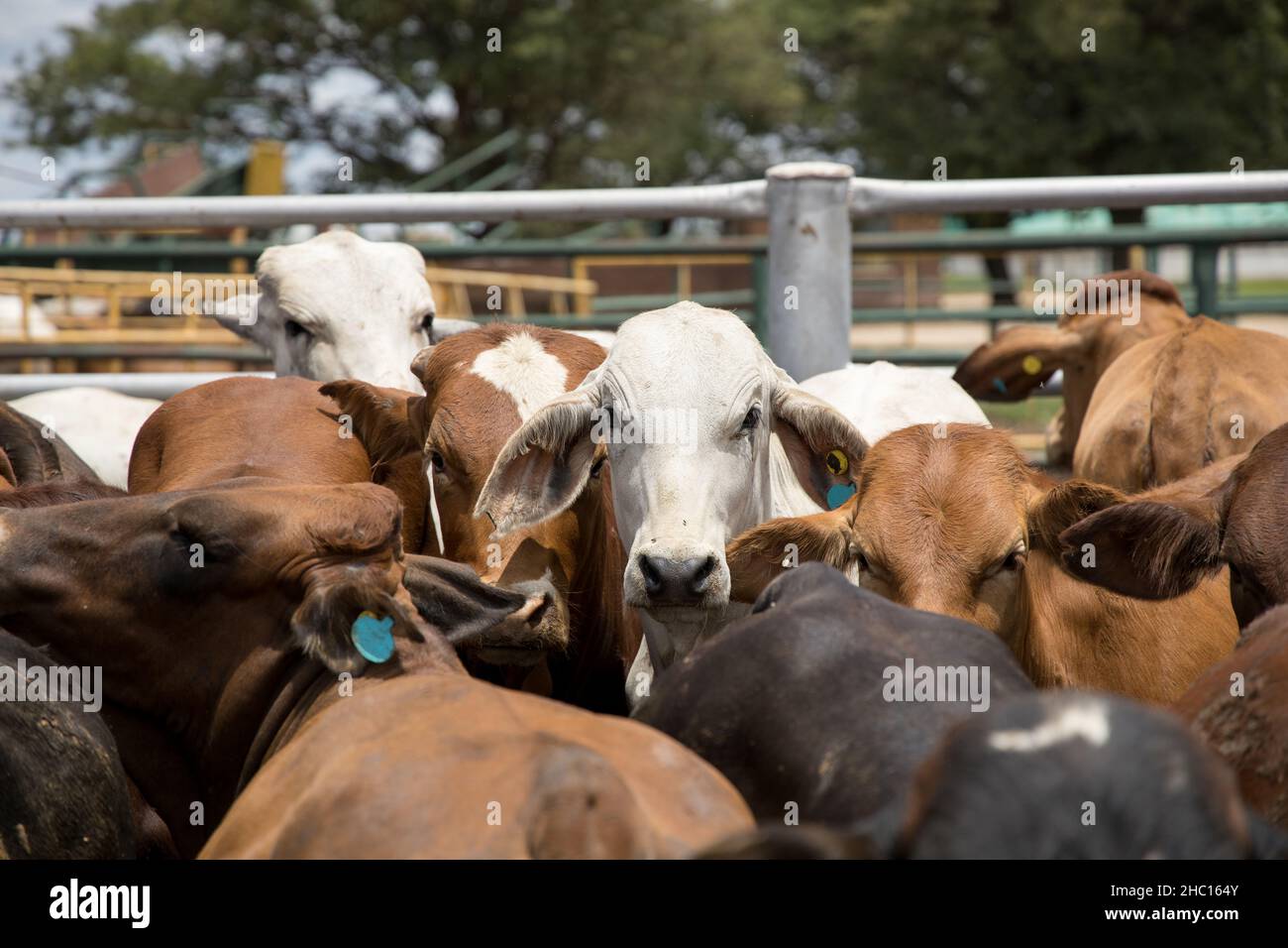 Cattle in a feedlot or feed yard Stock Photo Alamy