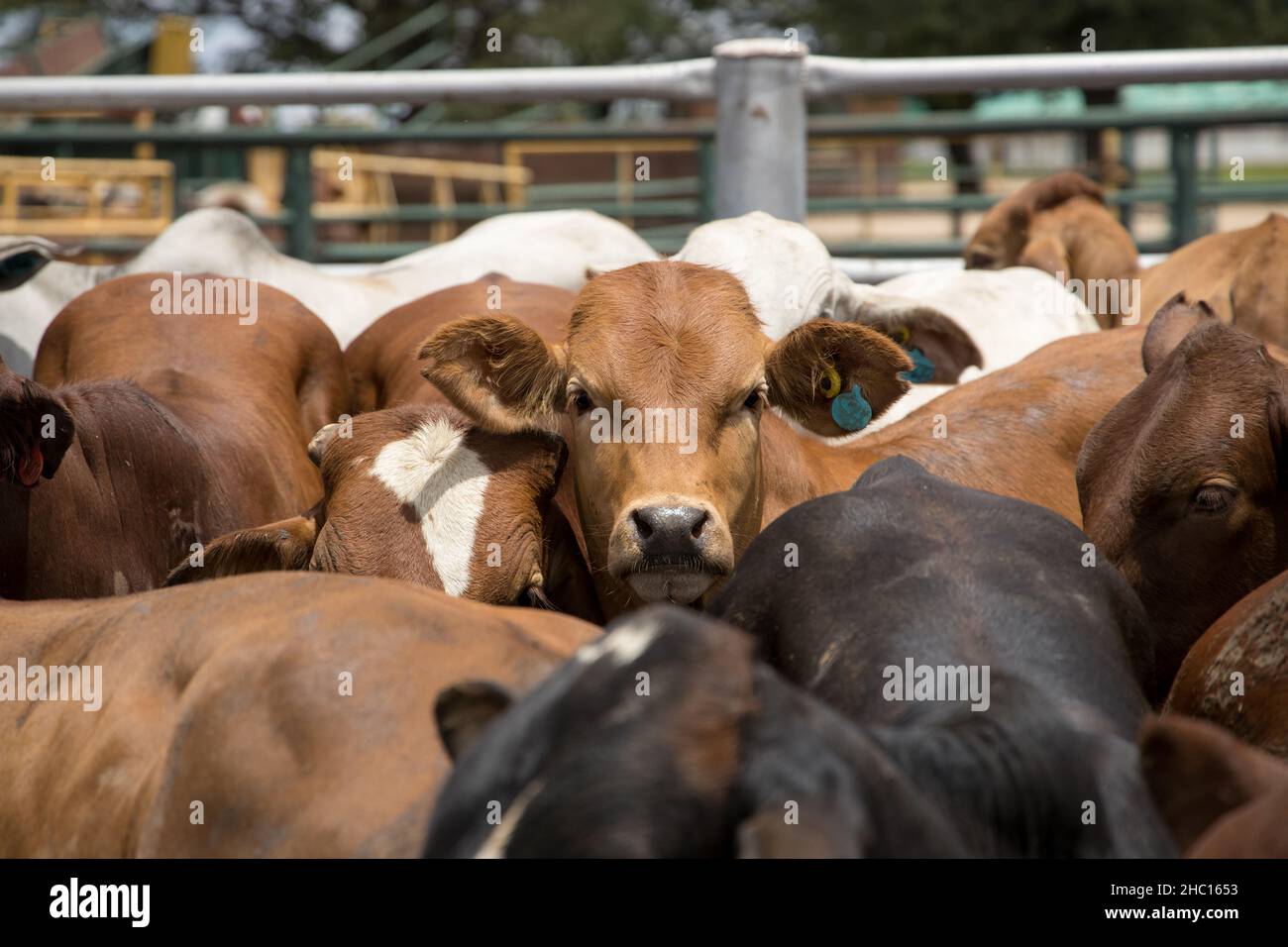 Cattle in a feedlot or feed yard Stock Photo Alamy