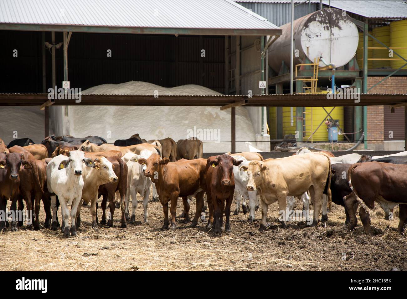 Cattle in a feedlot or feed yard Stock Photo Alamy