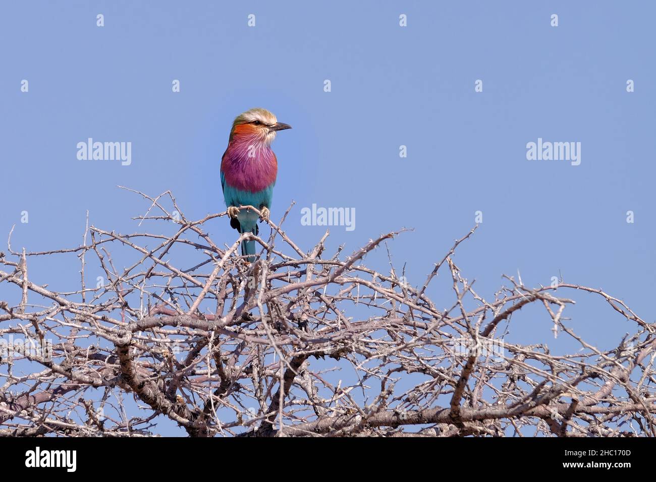 Birds of Namibia in Africa Stock Photo Alamy