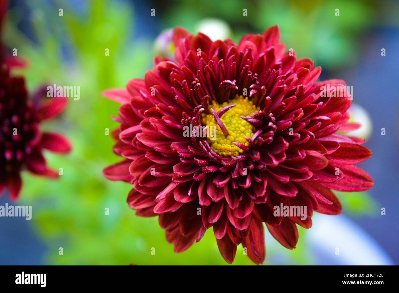 Beautiful red chrysanthemum hi-res stock photography and images - Alamy
