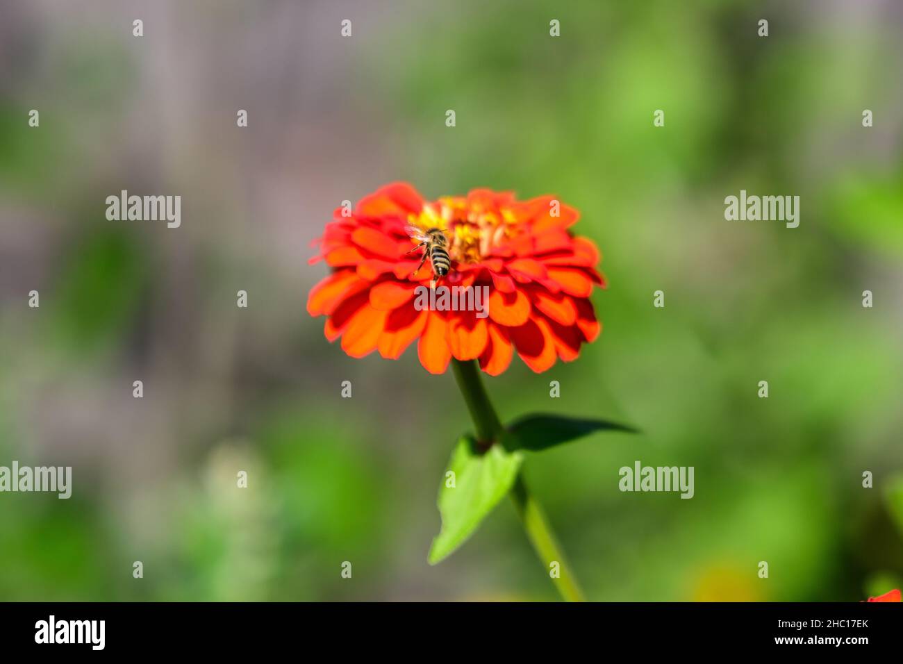 Close up of one beautiful large red zinnia flower in full bloom on blurred green background, photographed with soft focus in a garden in a sunny summe Stock Photo