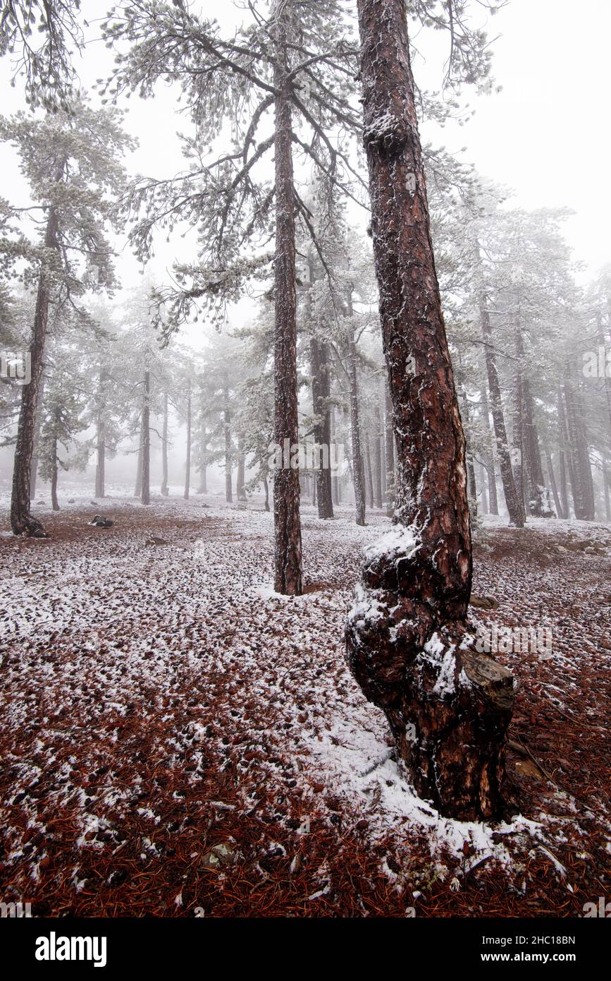 Winter forest landscape with land and pine trees covered in snow. Winter time bad weather Stock Photo