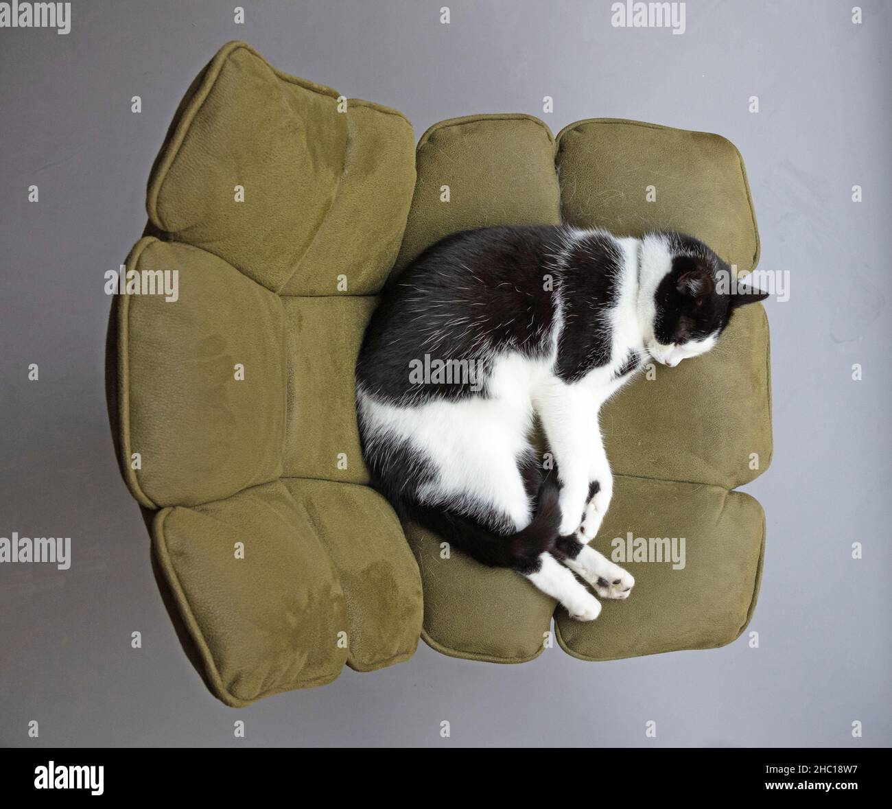 Black and white cat sleeping on a chair Stock Photo - Alamy