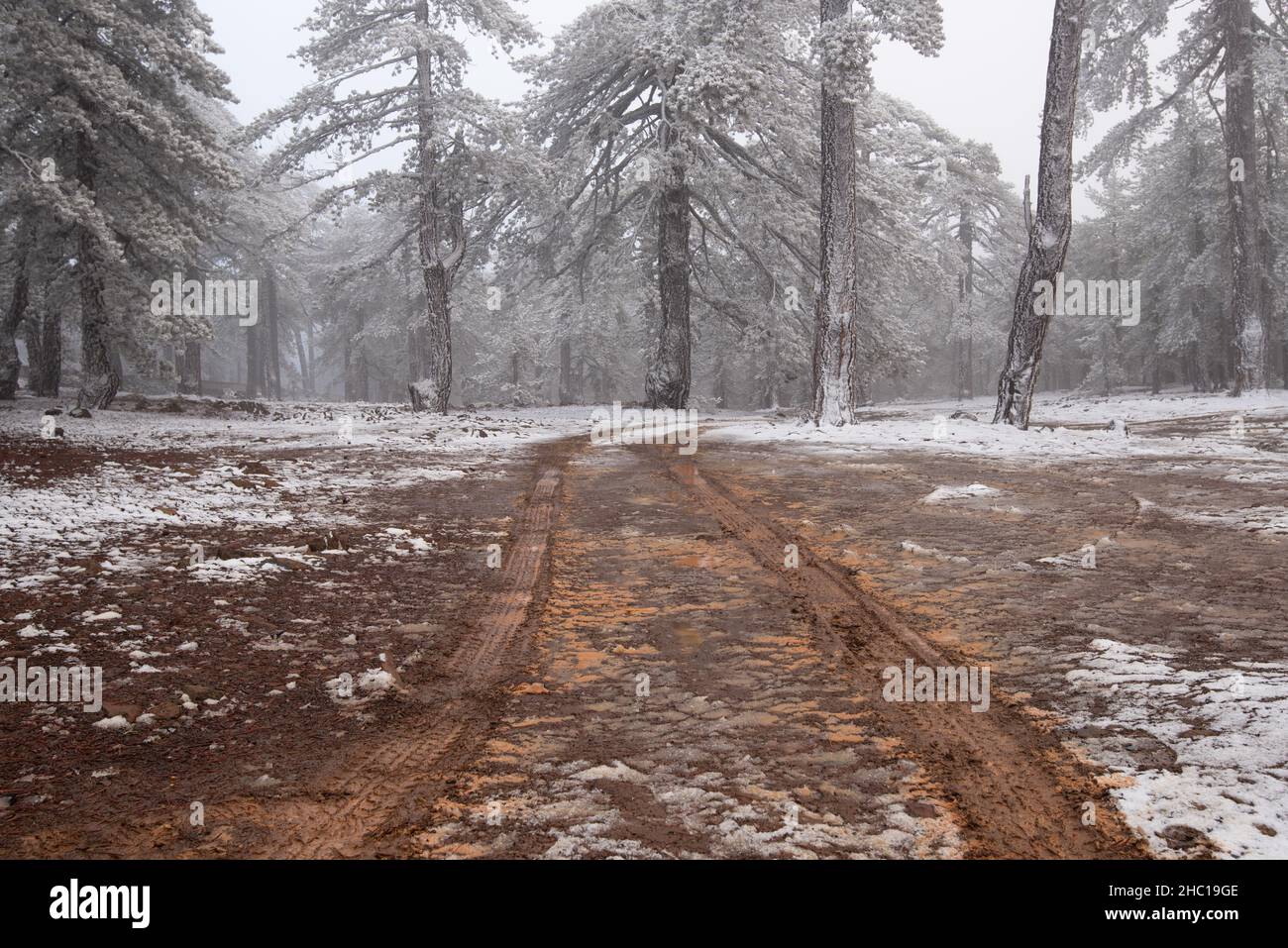 Winter forest landscape, trekking trail with land and pine trees covered in snow. Stock Photo