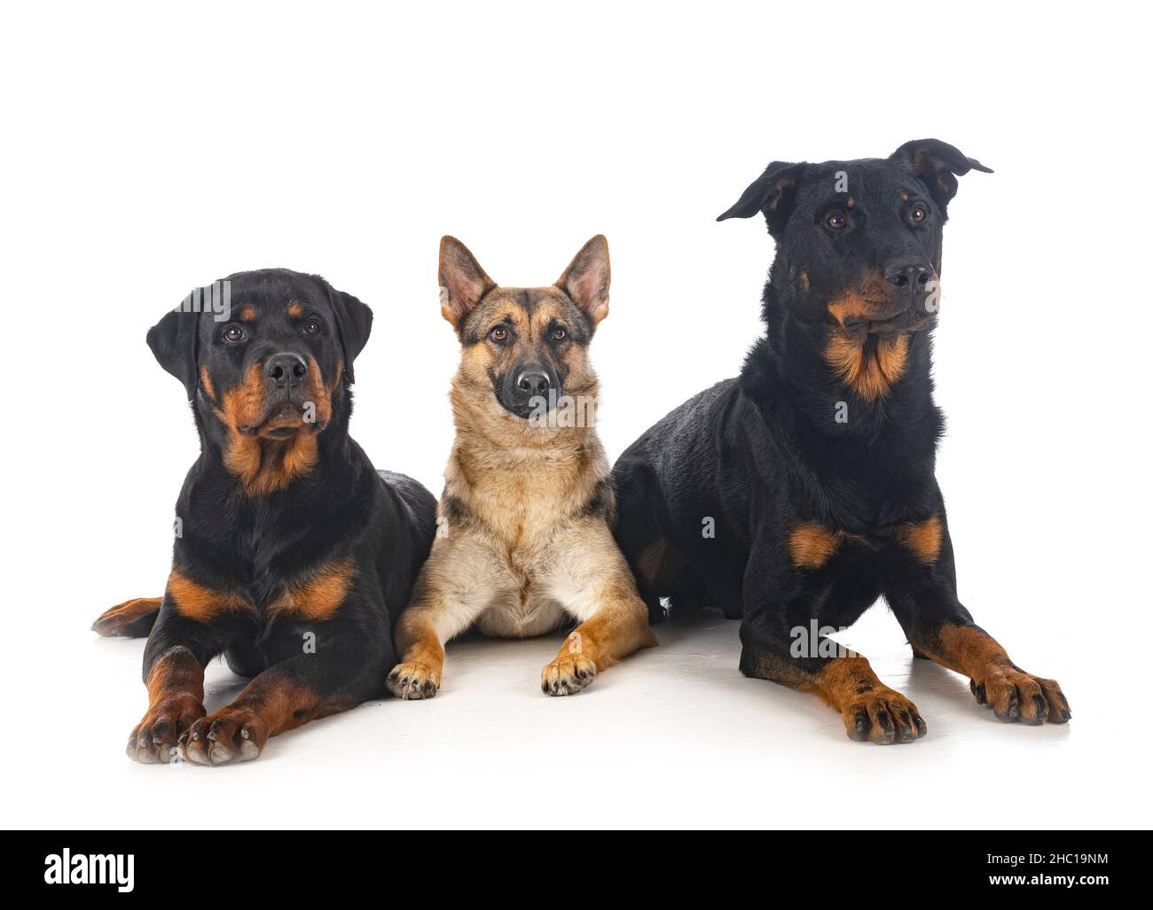 gray german shepherd, rottweiler and beauceron in front of white background  Stock Photo - Alamy