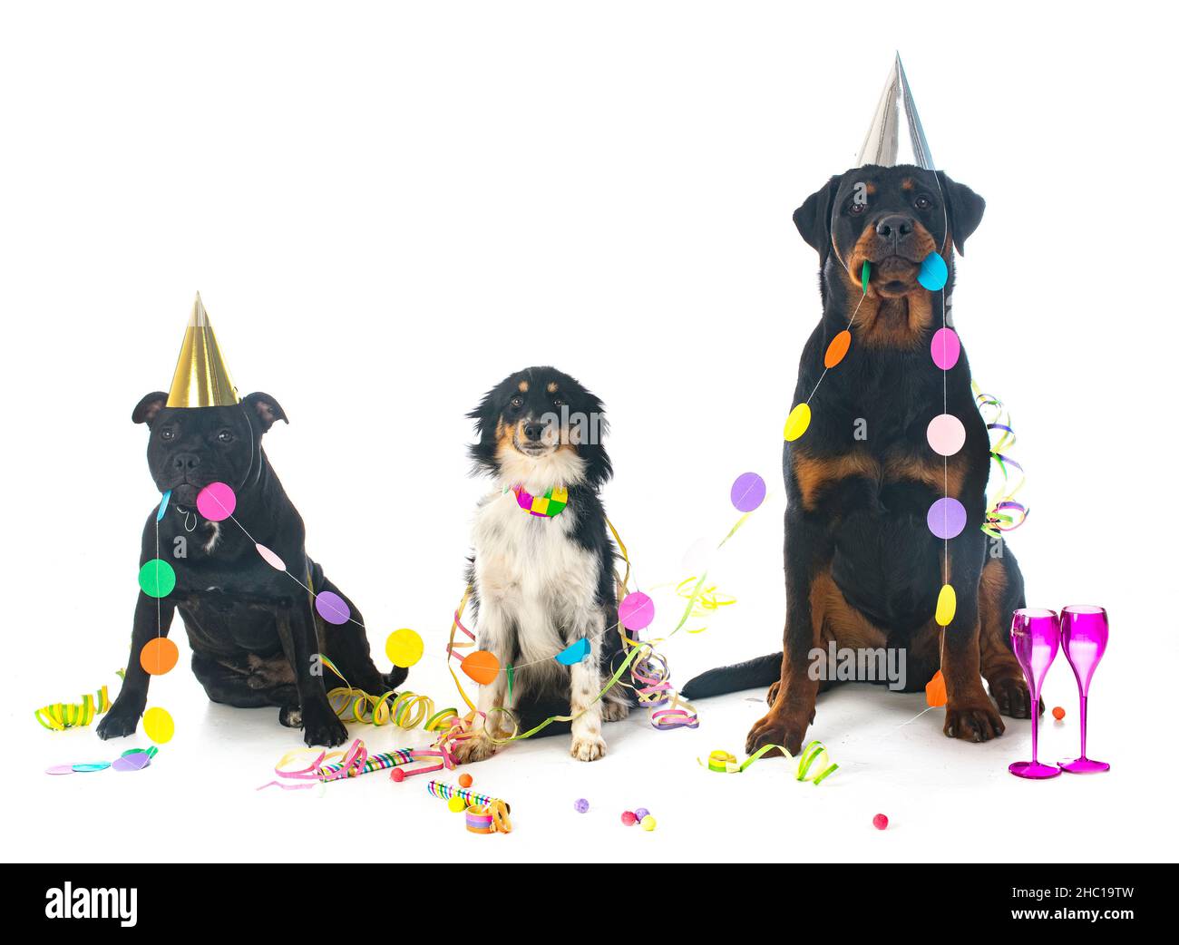 three dogs in front of white background Stock Photo