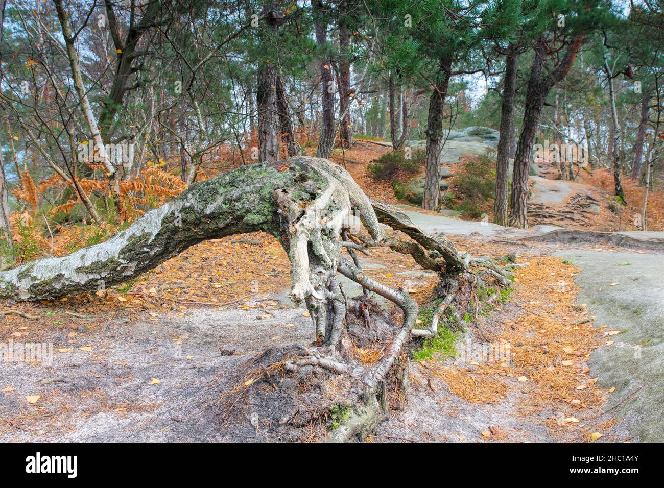 birch tree and old root in autumn forest with moss on sandstone Stock Photo