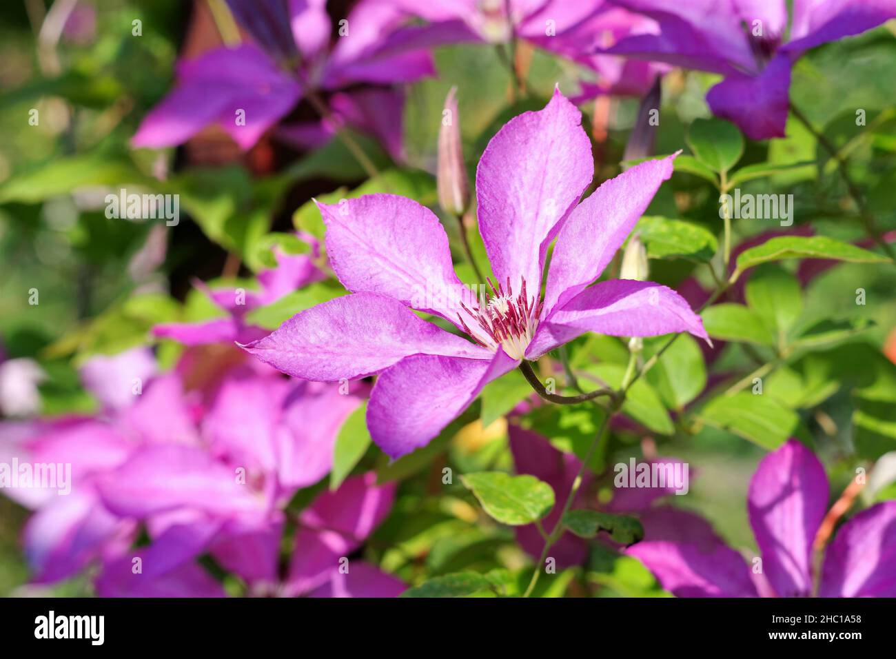 purple flowering clematis flower, a beautiful climber in spring Stock Photo