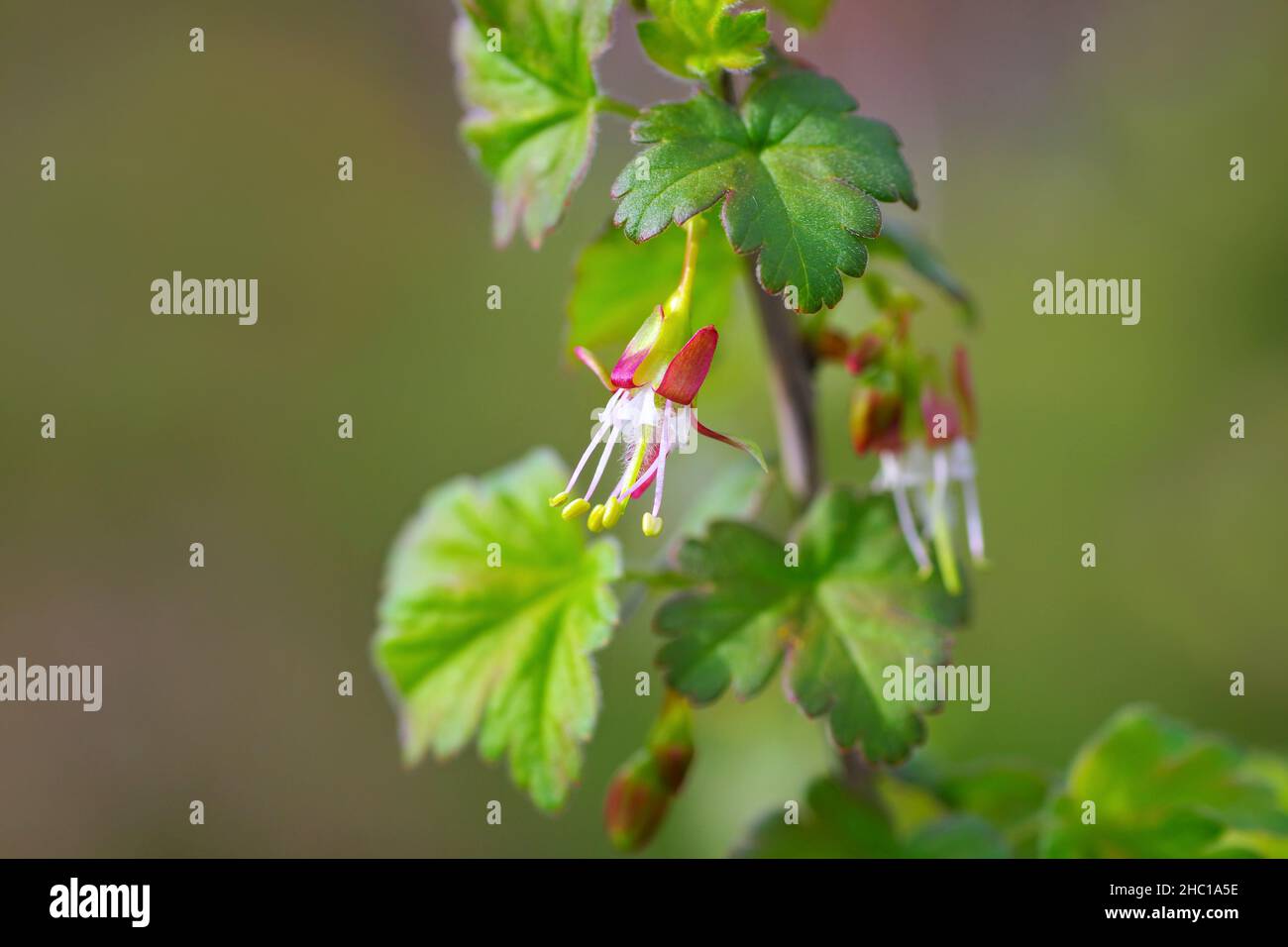 Ribes divaricatum flower in spring Stock Photo