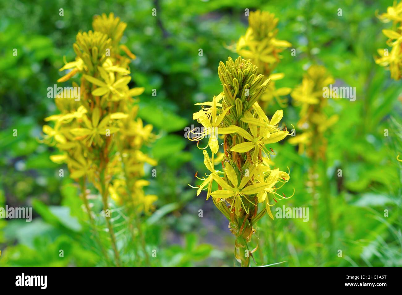 yellow Asphodeline flower is blooming in spring Stock Photo