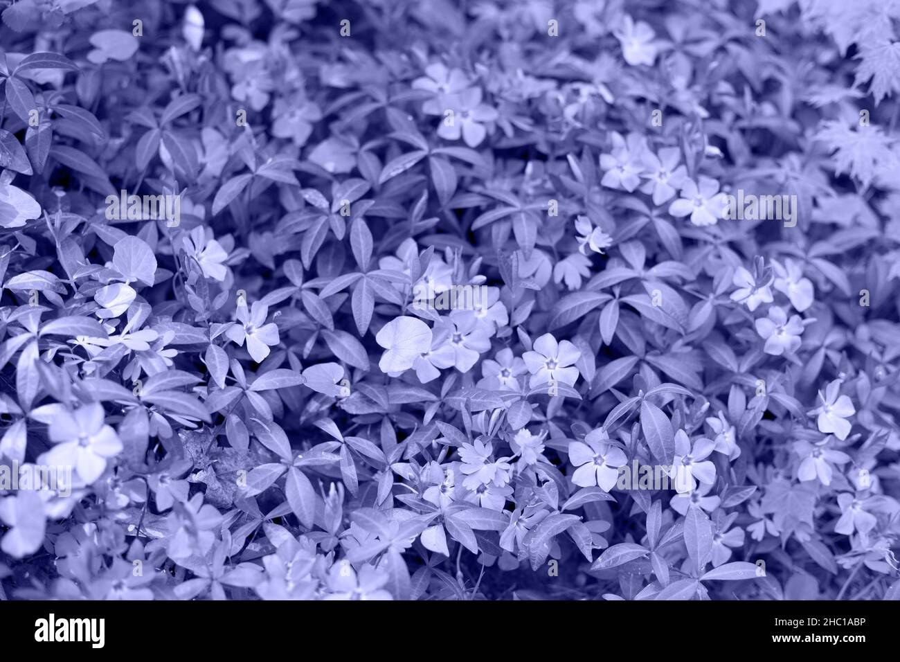 Periwinkle Background Images HD Pictures and Wallpaper For Free Download   Pngtree