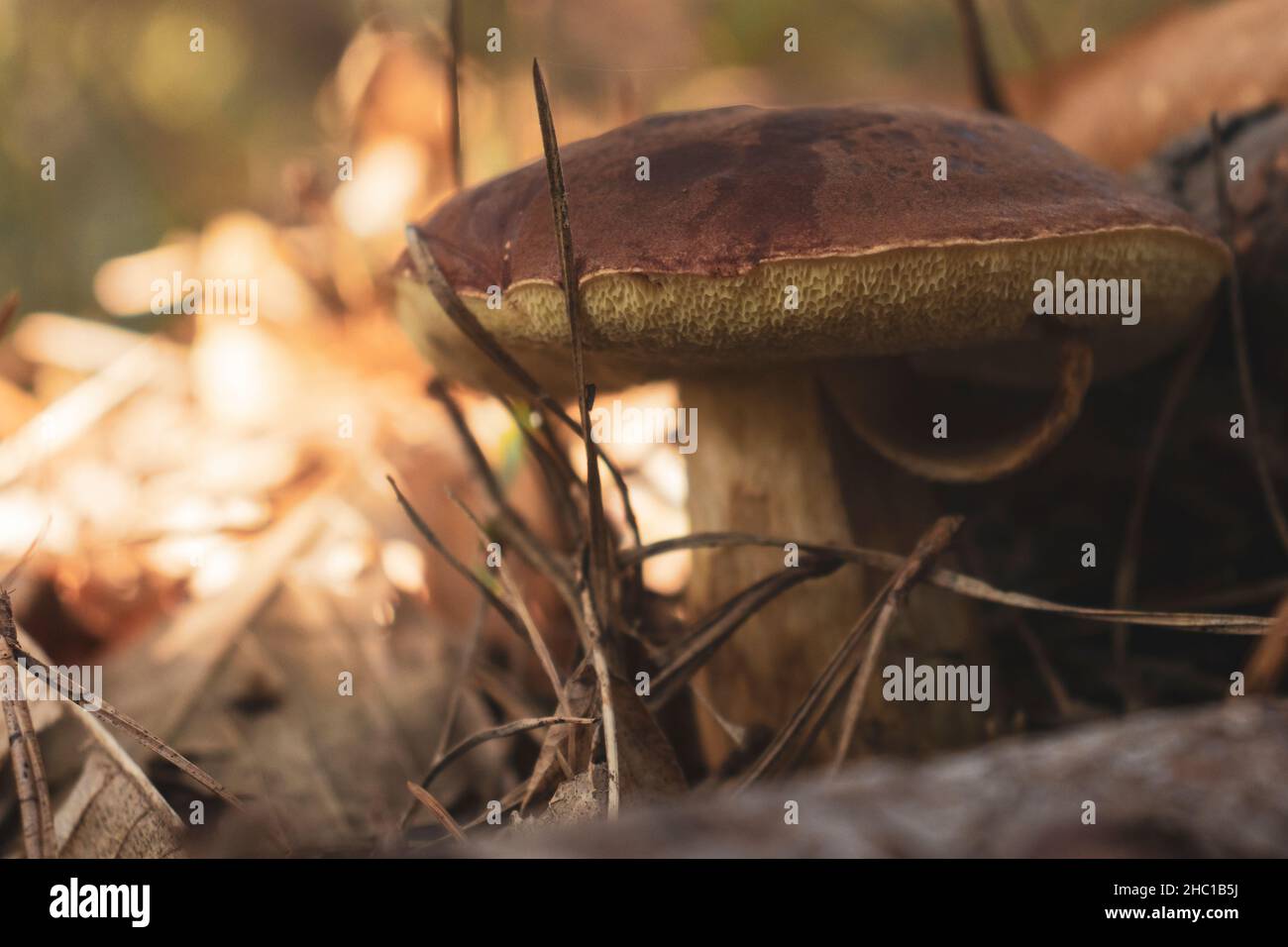 Close-up a Boletus edulis mushroom (a.k.a. porcino) in a field. Eatable mushroom. Copy space. Stock Photo