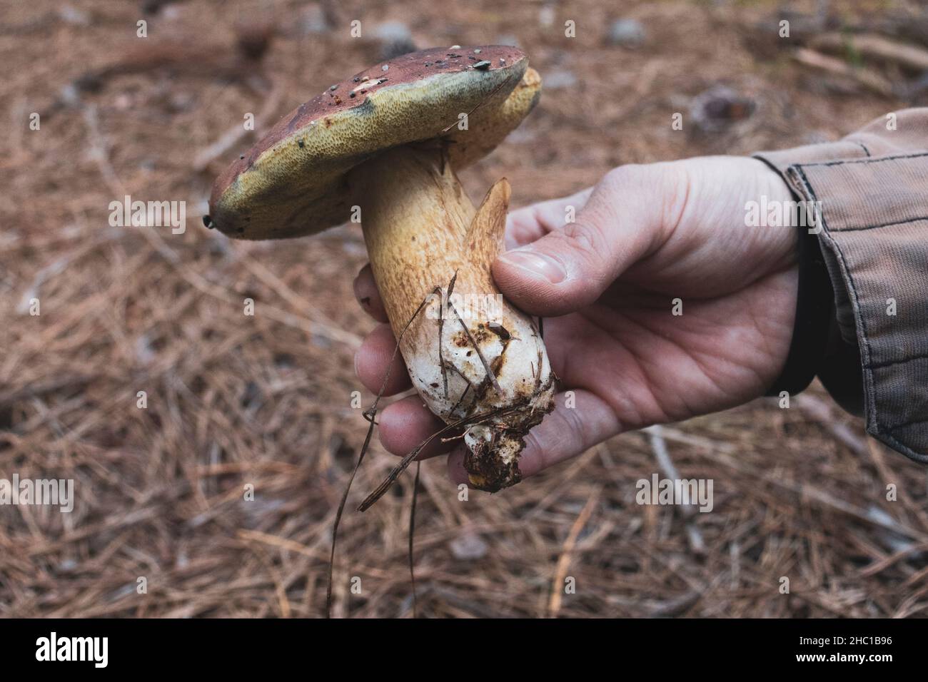 Man hand holding a Boletus edulis mushroom (a.k.a. porcino). Eatable mushroom. Copy space. Stock Photo