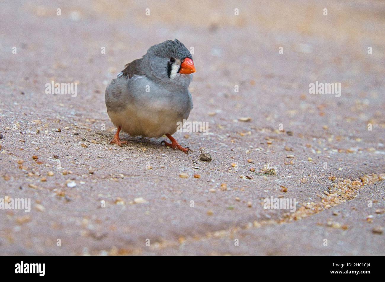 zebra finch on the ground foraging for food. Its colorful plumage and ...
