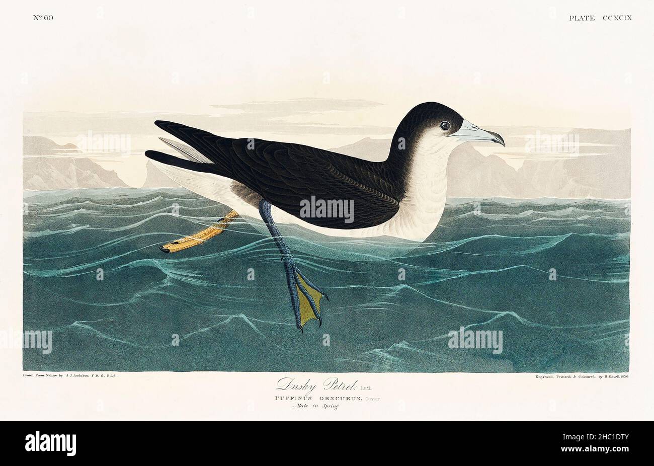 Dusky Petrel from Birds of America (1827) by John James Audubon (1785 - 1851), etched by Robert Havell (1793 - 1878). Stock Photo