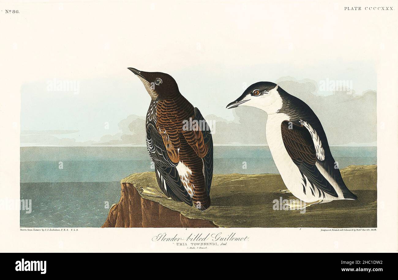 Slender-billed Guillemot from Birds of America (1827) by John James Audubon (1785 - 1851), etched by Robert Havell (1793 - 1878). Stock Photo