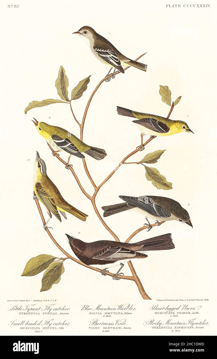 Little Tyrant Flycatcher, Small-headed Flycatcher, Blue Mountain Warbler, Bartram's Vireo, Short-legged Pewee ... by John James Audubon. Stock Photo