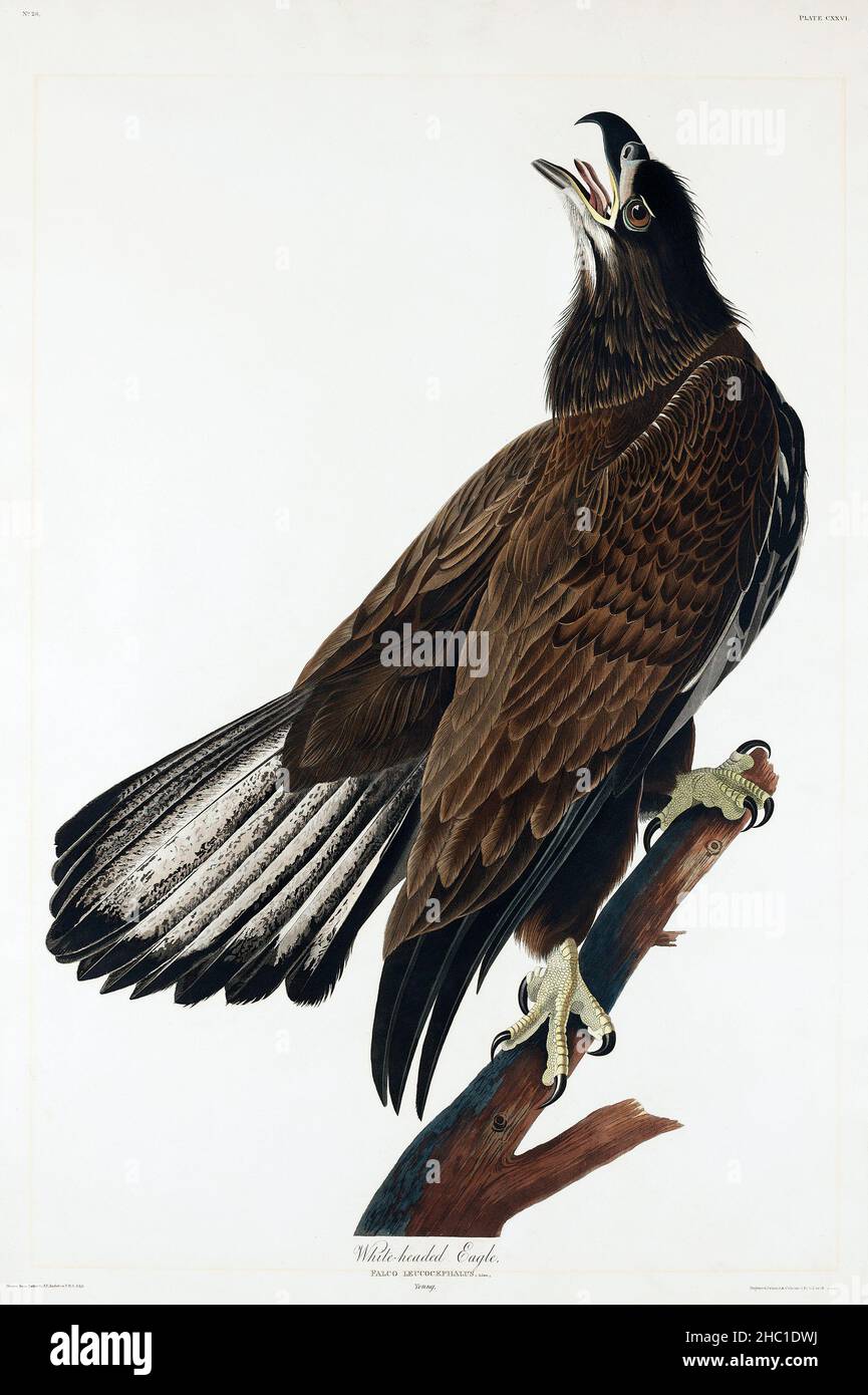 White headed eagle hi-res stock photography and images - Alamy