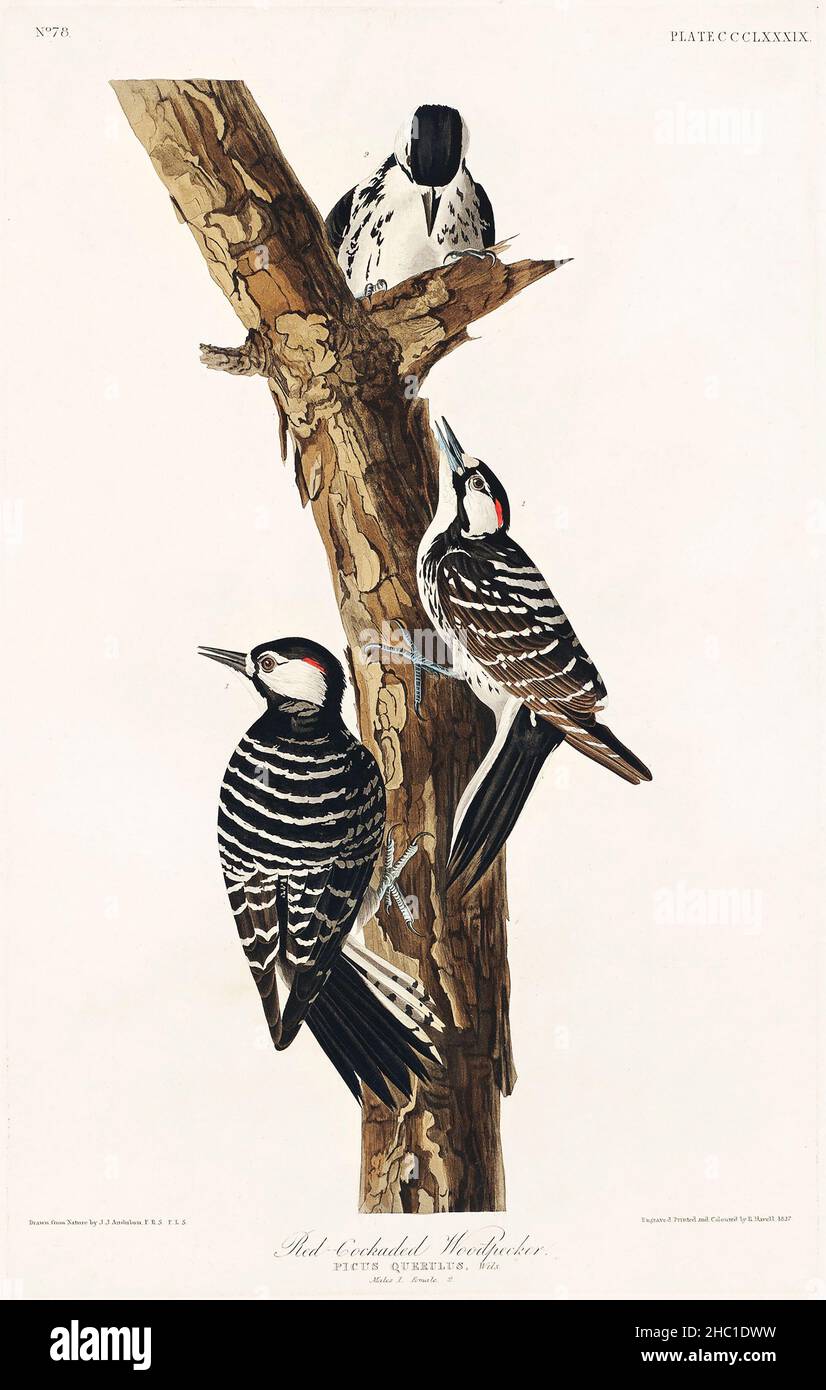 Red-Cockaded Woodpecker from Birds of America (1827) by John James Audubon (1785 - 1851), etched by Robert Havell (1793 - 1878). Stock Photo