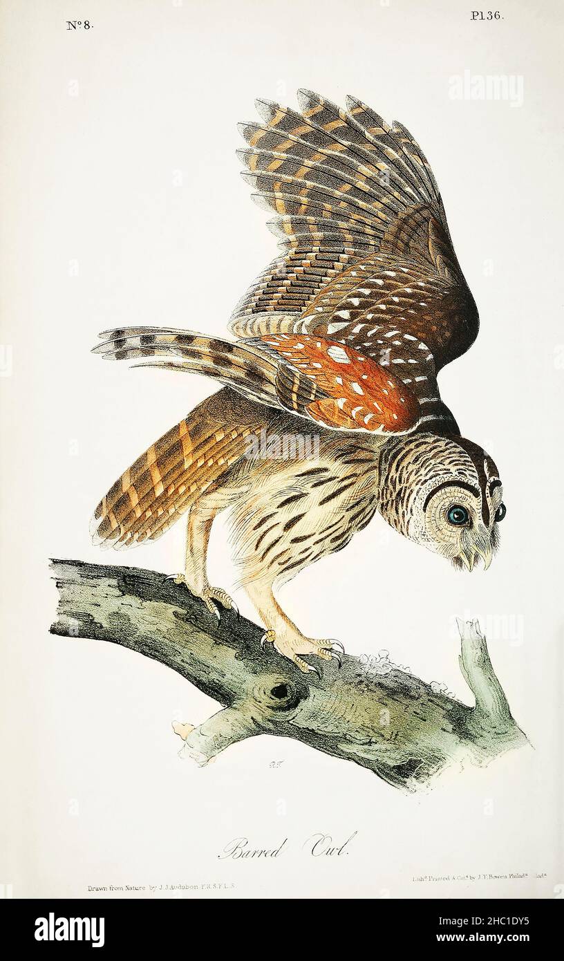 Plat from Birds of America (1827) by John James Audubon (1785 - 1851), etched by Robert Havell (1793 - 1878). Stock Photo