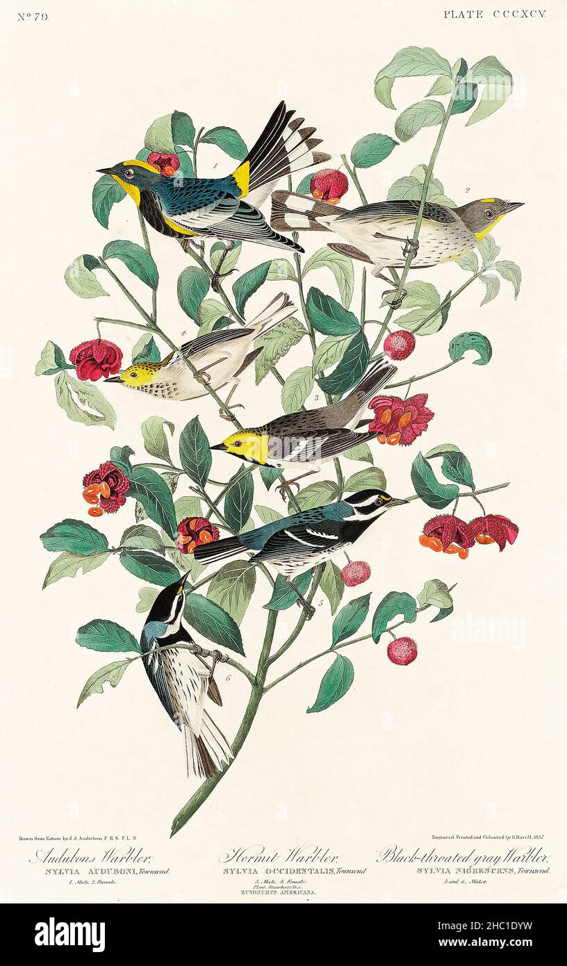 Audubon's Warbler, Hermit Warbler and Black-throated gray Warbler from Birds of America (1827) by John James Audubon (1785 - 1851). Stock Photo