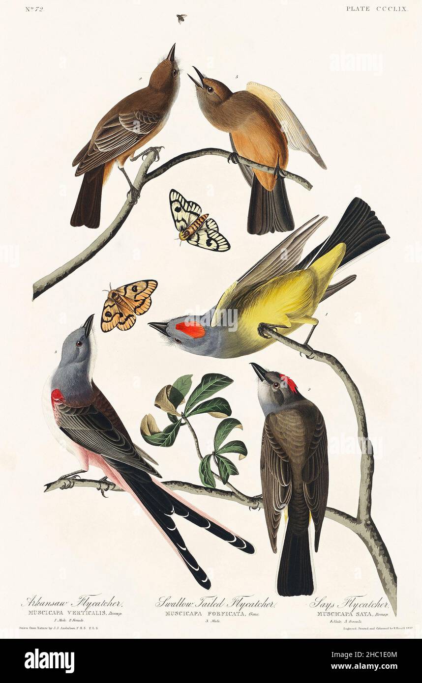Arkansaw Flycatcher, Swallow-Tailed Flycatcher and Says Flycatcher from Birds of America (1827) by John James Audubon (1785 - 1851). Stock Photo