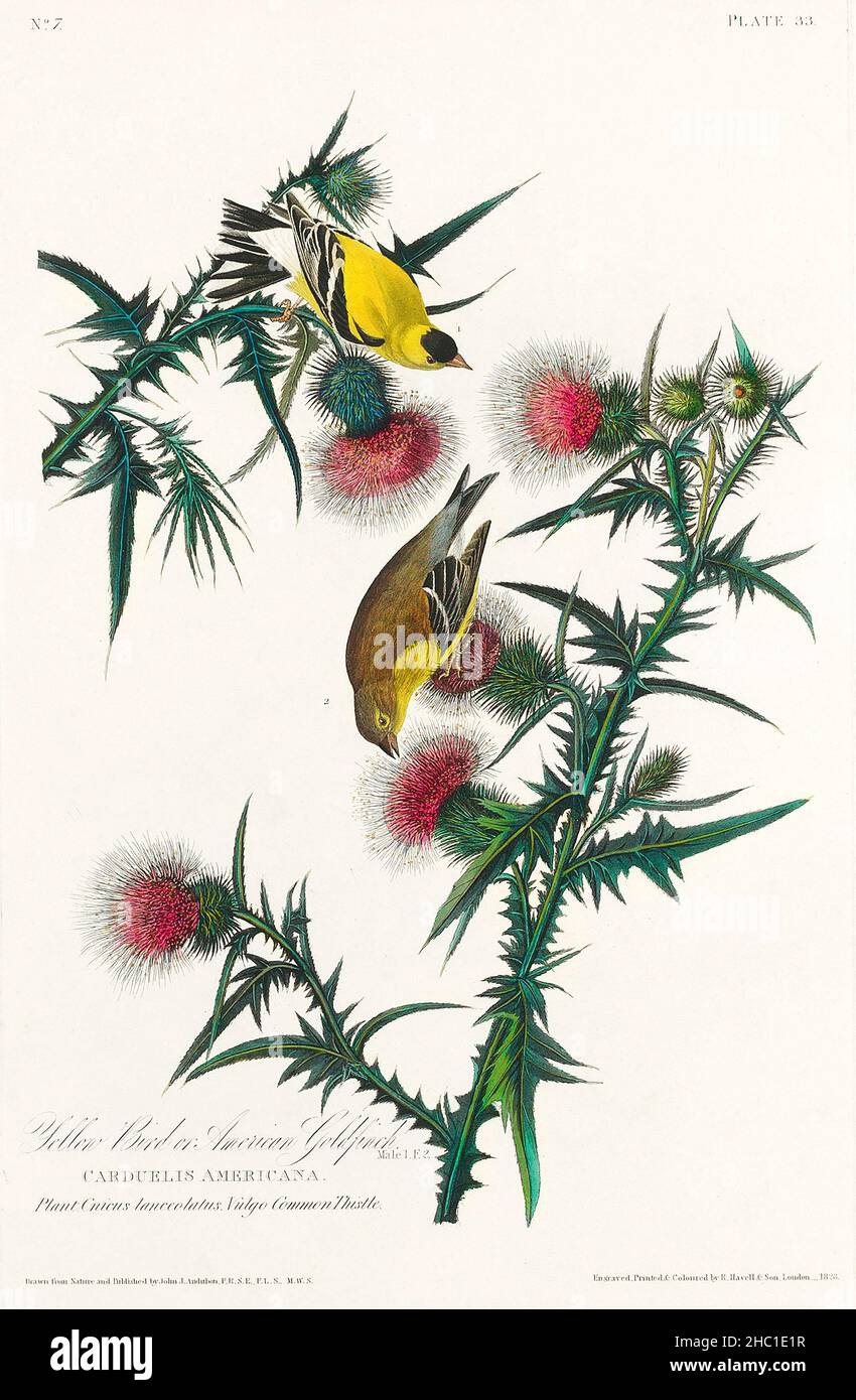 American Goldfinch from Birds of America (1827) by John James Audubon (1785 - 1851), etched by Robert Havell (1793 - 1878). Stock Photo