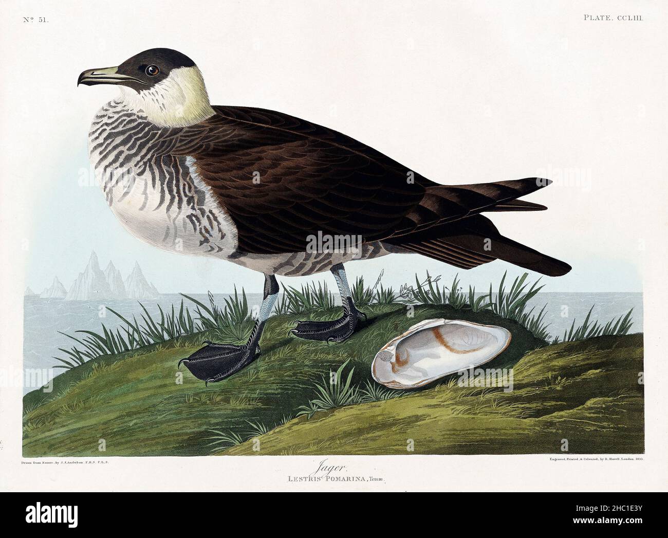 Jager from Birds of America (1827) by John James Audubon (1785 - 1851), etched by Robert Havell (1793 - 1878). Stock Photo