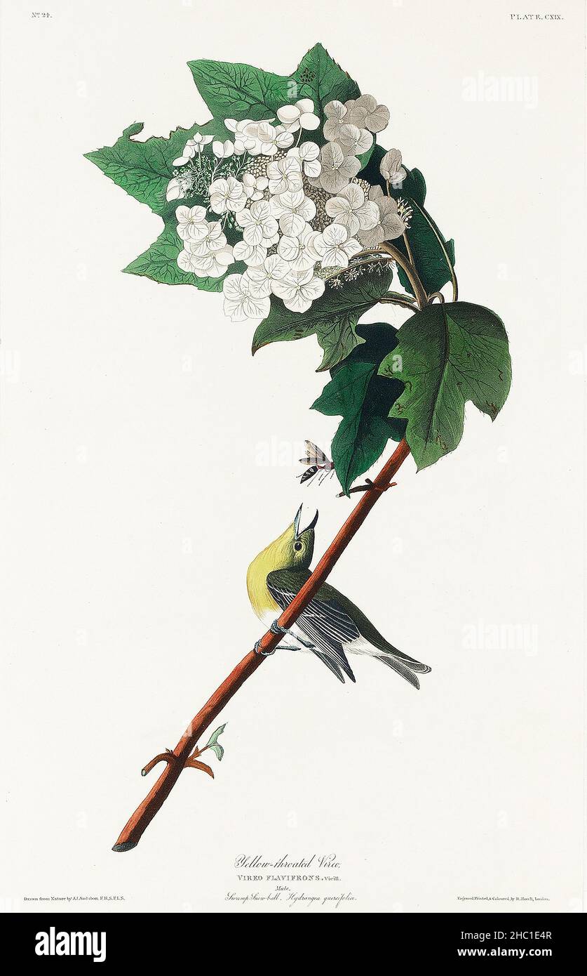 Yellow-throated Vireo from Birds of America (1827) by John James Audubon (1785 - 1851), etched by Robert Havell (1793 - 1878). Stock Photo