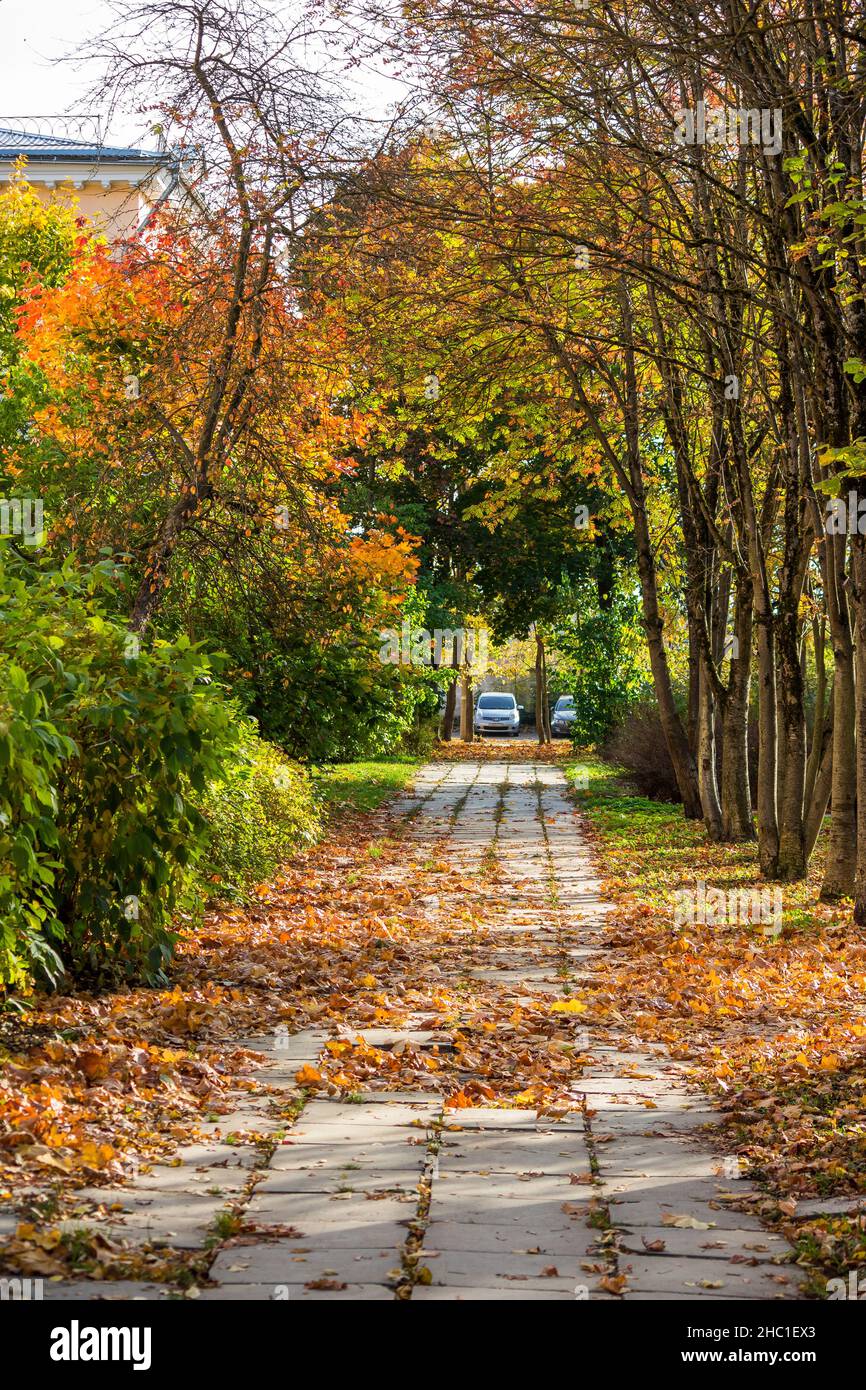 Walking path in the park covered with fallen leaves, vertical Stock ...