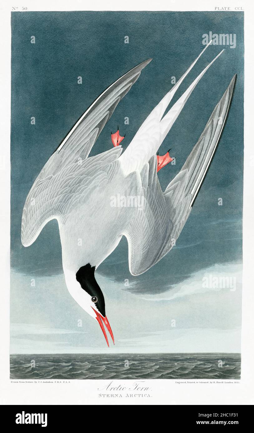 Arctic Tern (Sterna Arctica) by John James Audubon, Plate 250, HIGH RESOLUTION. Stock Photo