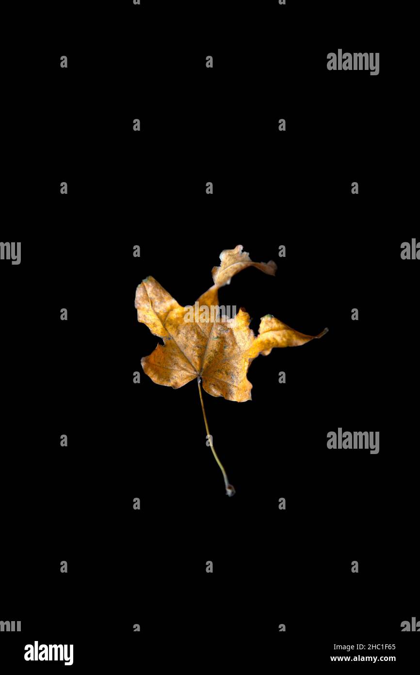 Dry Leaf on Black Stock Photo