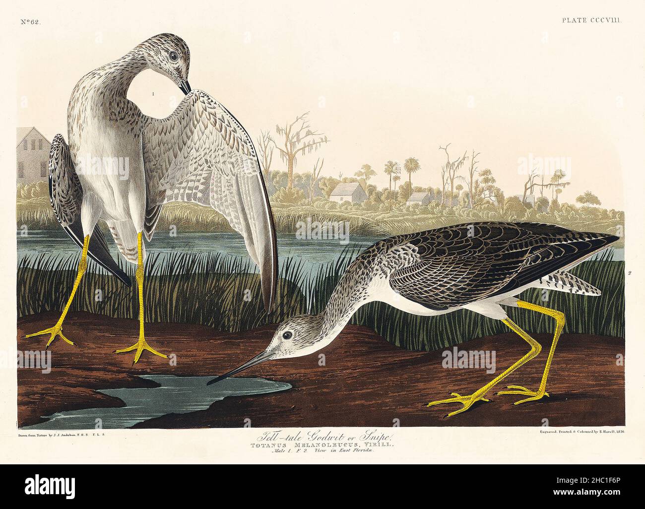 Tell-tale Godwit or Snipe from Birds of America (1827) by John James Audubon (1785 - 1851), etched by Robert Havell (1793 - 1878). Stock Photo