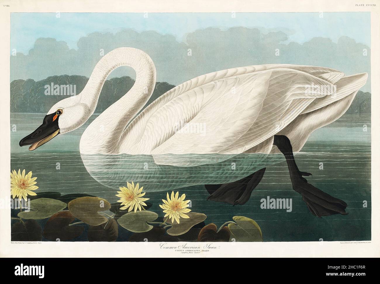 Common American Swan from Birds of America (1827) by John James Audubon (1785-1851) etched by Robert Havell (1793-1878). Stock Photo