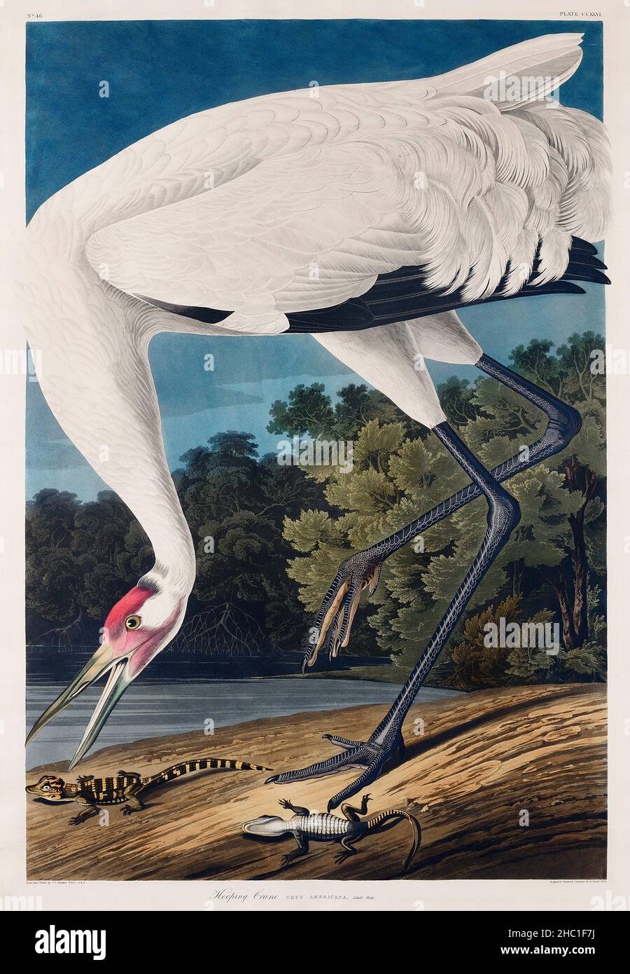 Hooping Crane from Birds of America (1827) by John James Audubon (1785 - 1851), etched by Robert Havell (1793 - 1878). Stock Photo