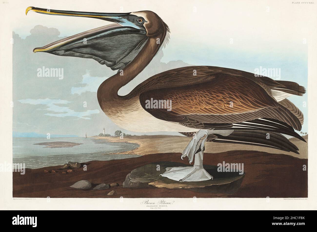 Brown Pelican from Birds of America (1827) by John James Audubon (1785 - 1851), etched by Robert Havell (1793 - 1878). Stock Photo