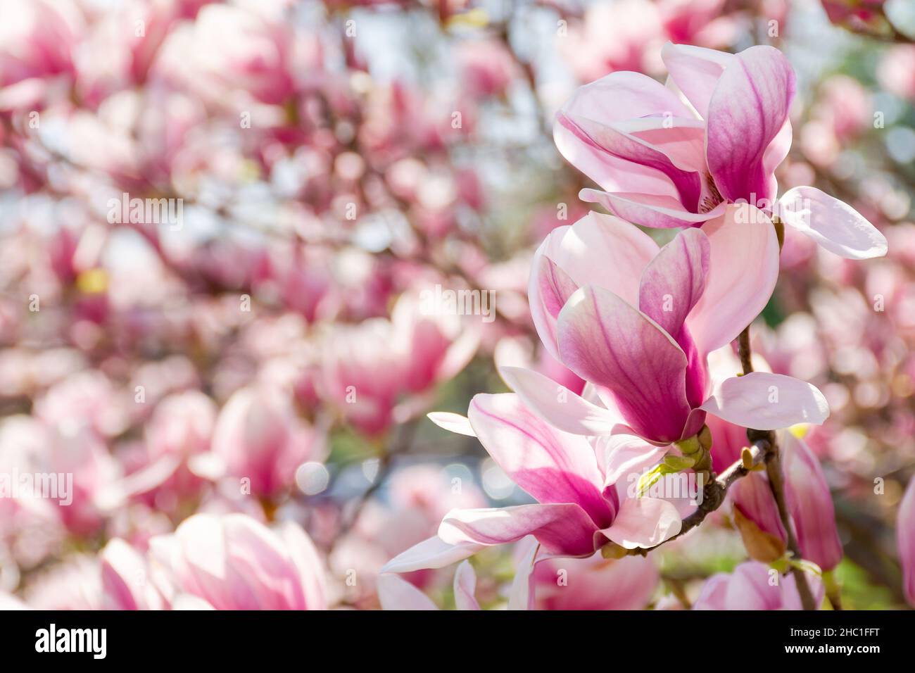 magnolia tree blossom background. pink flower on the branch in summer. natural soft bokeh of a botanical garden Stock Photo