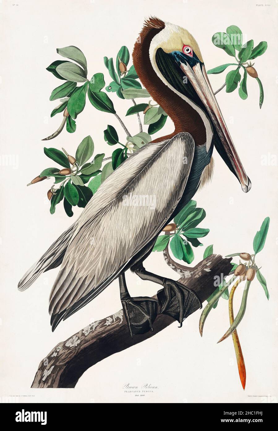Brown Pelican from Birds of America (1827) by John James Audubon (1785 - 1851), etched by Robert Havell (1793 - 1878). Stock Photo