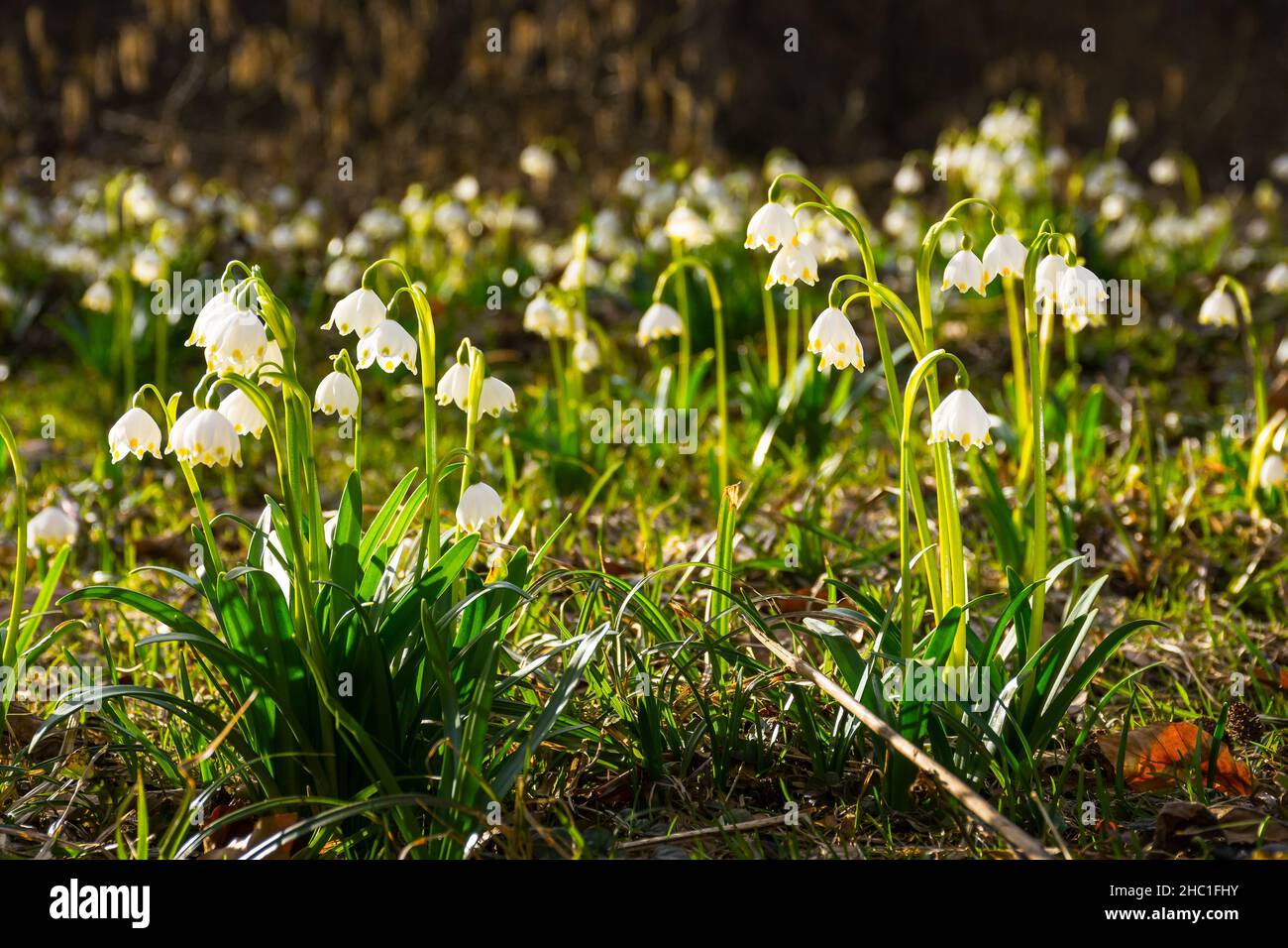 white snowdrop flowers in spring. fresh floral nature background. green season beauty Stock Photo